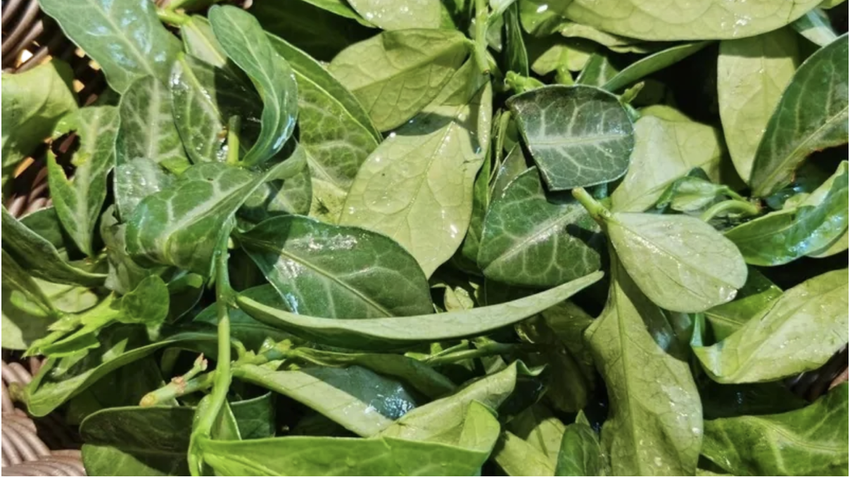 龍脷葉功效-龍脷葉-龍脷葉適用症狀