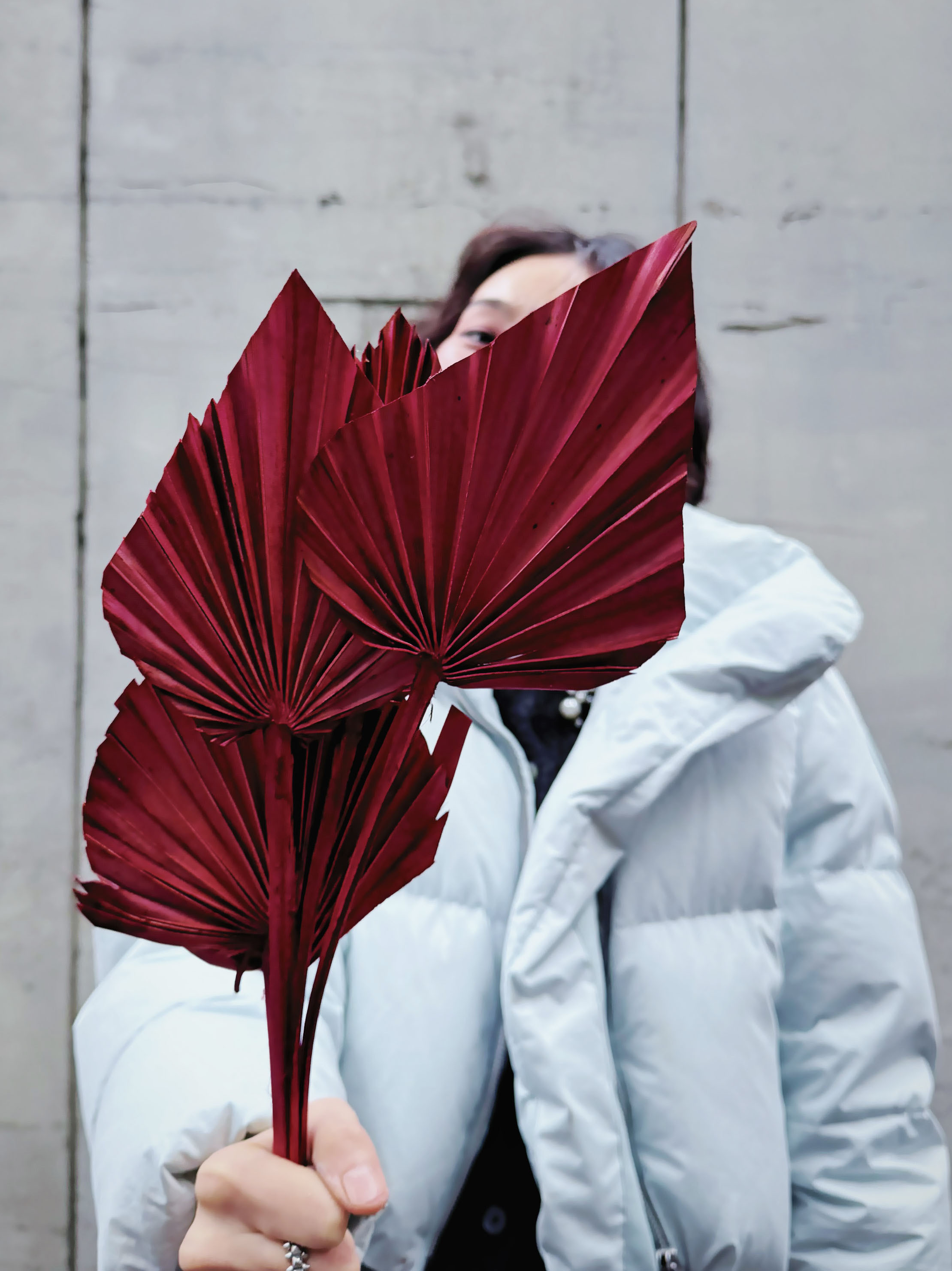 乾燥小蒲葵葉（多色）