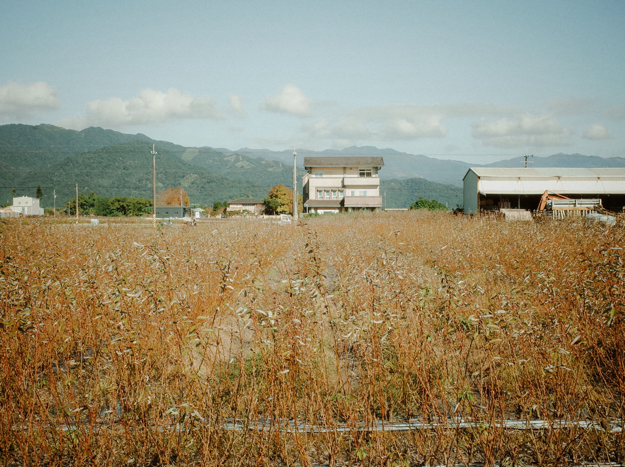 宜蘭三星銀柳田間景觀，酒紅色花苞在藍天下自然生長。