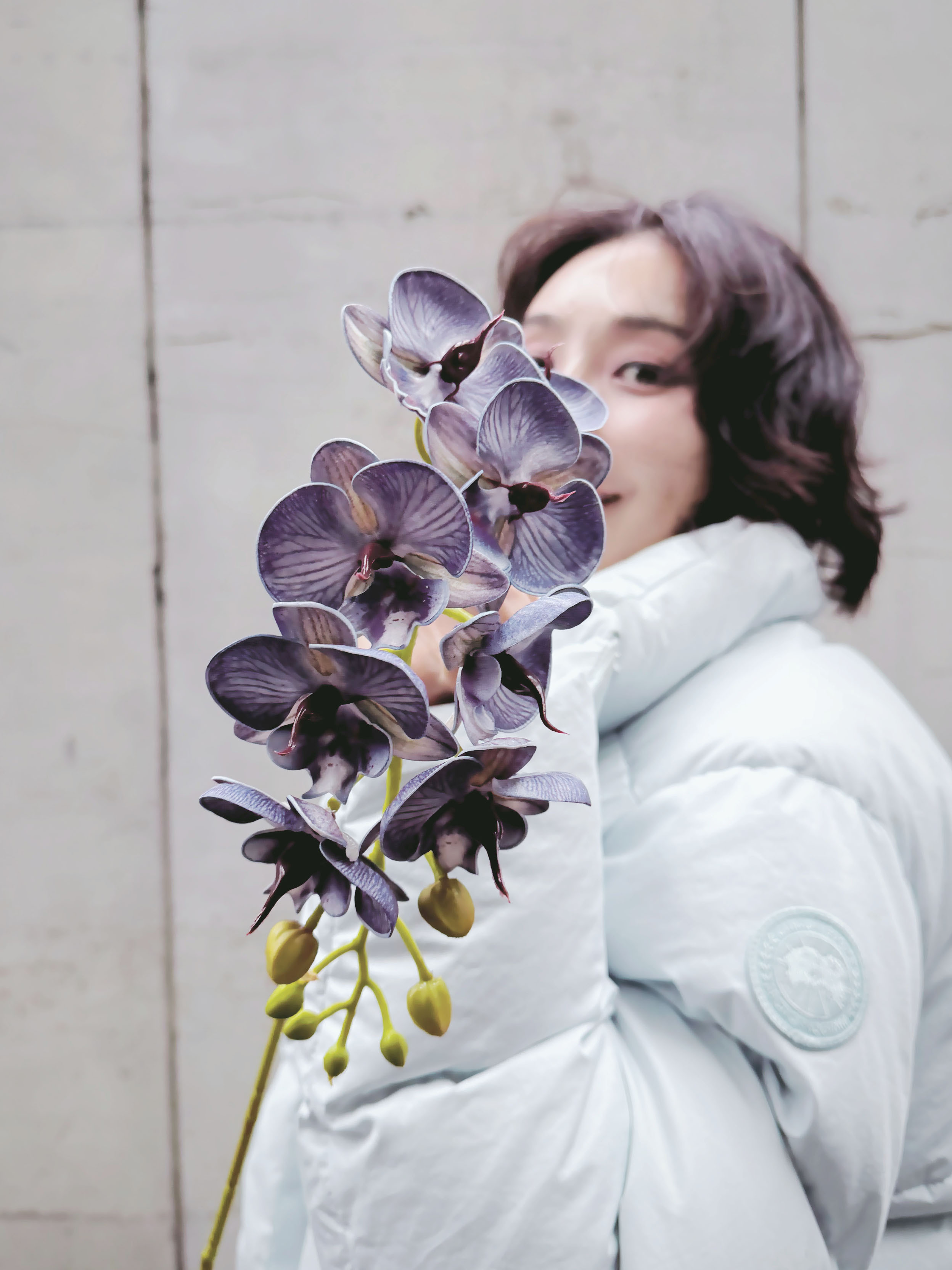 擬真蝴蝶蘭（三色）