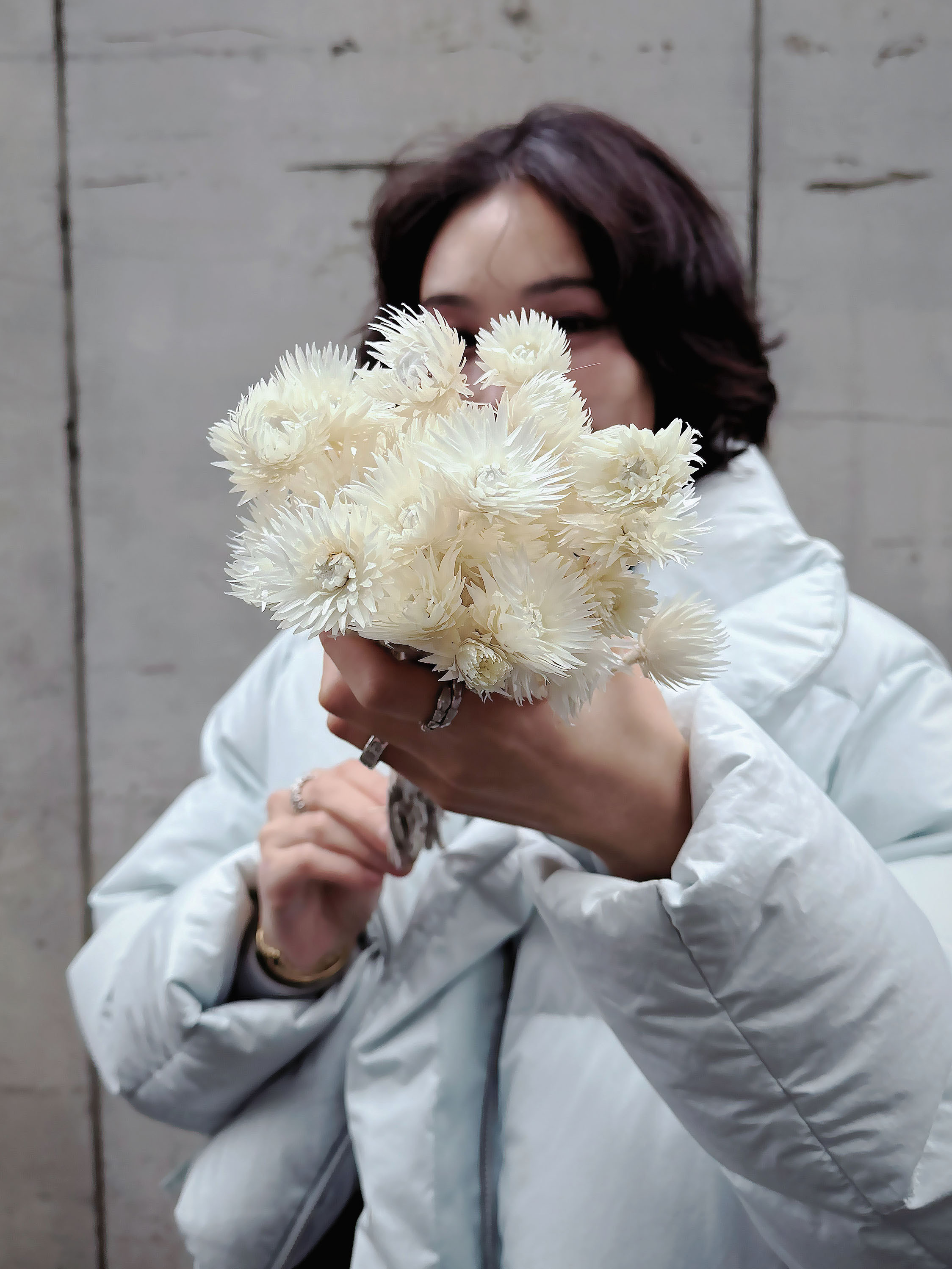 乾燥旱雪蓮 (南非)