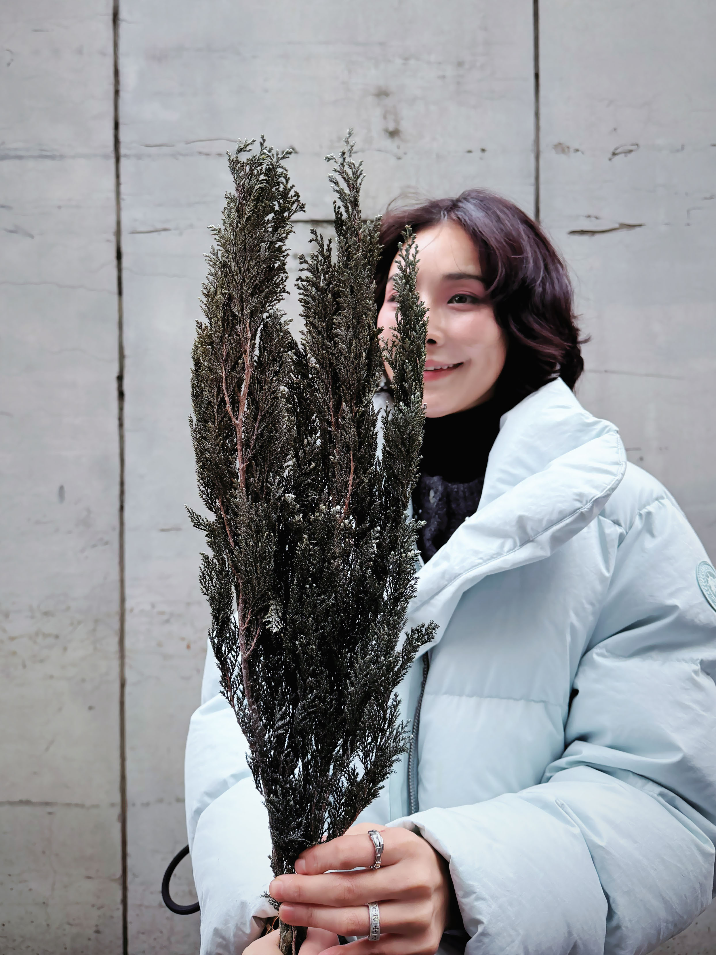 永生雪松（日本）