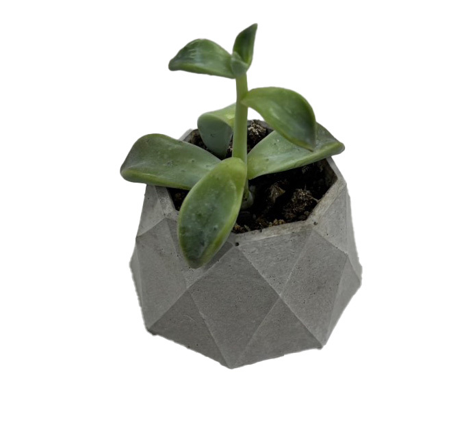 草屯院|【幾何森之息】水泥手作多肉盆栽