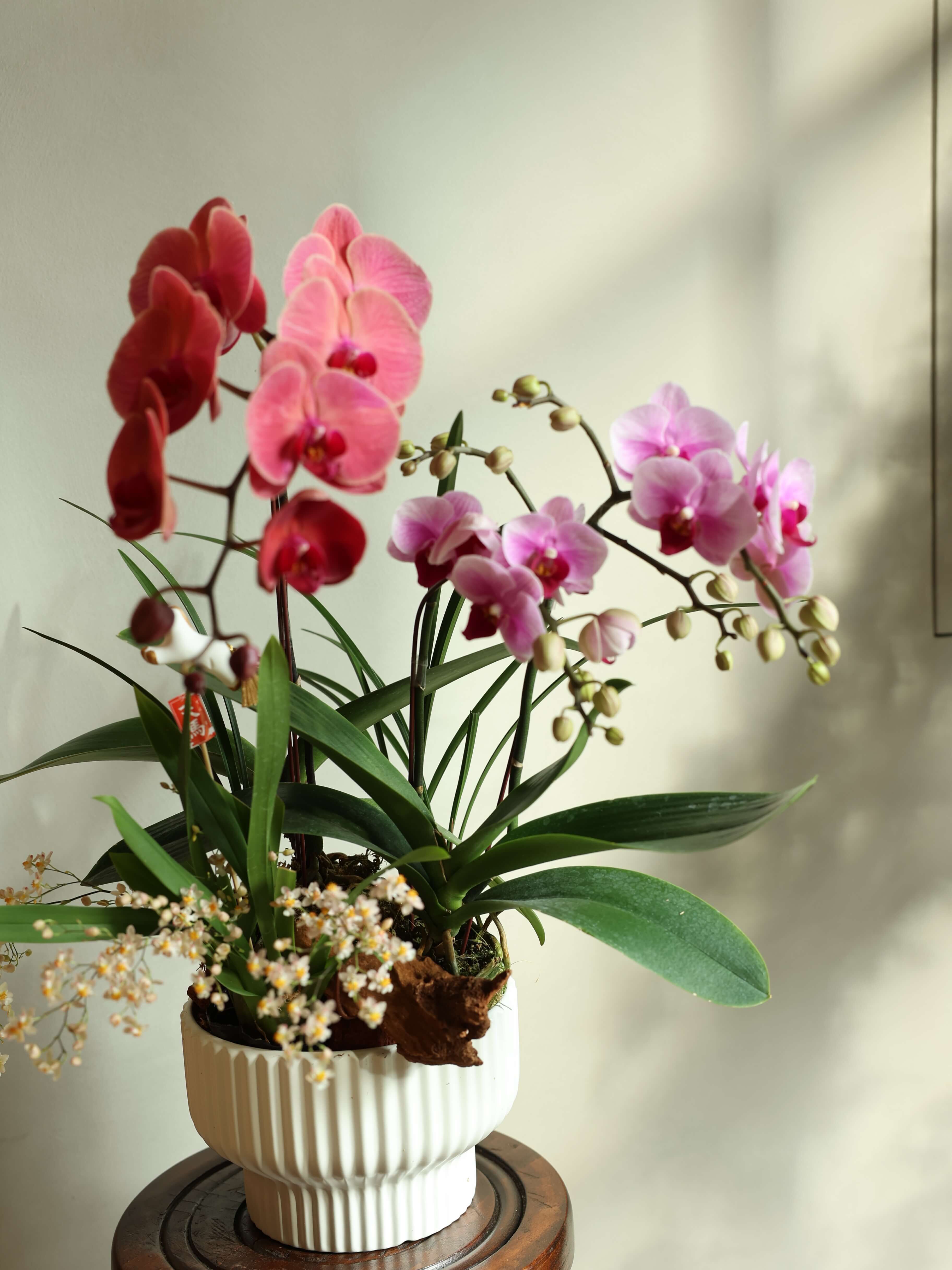 Orchid202608