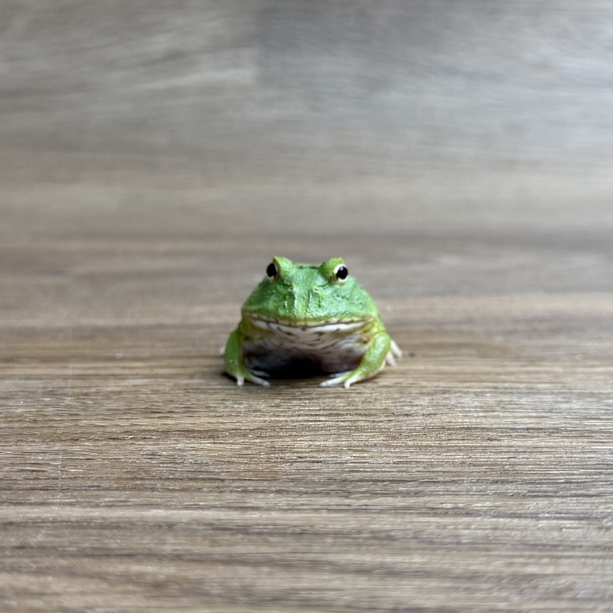宇治金時角蛙