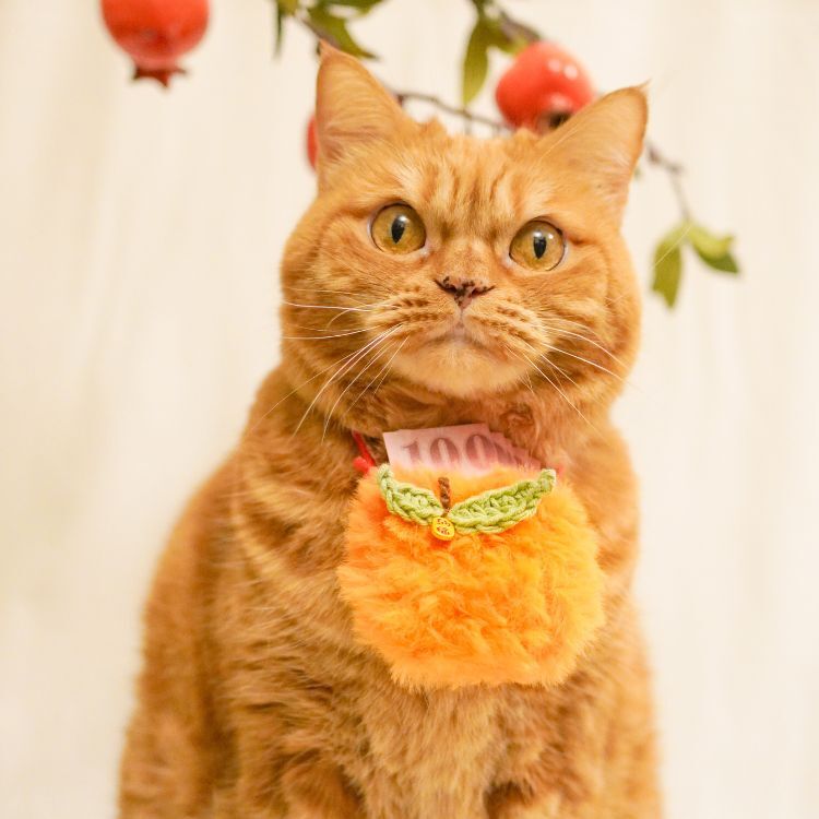 【QbabyXi】桔利紅包袋