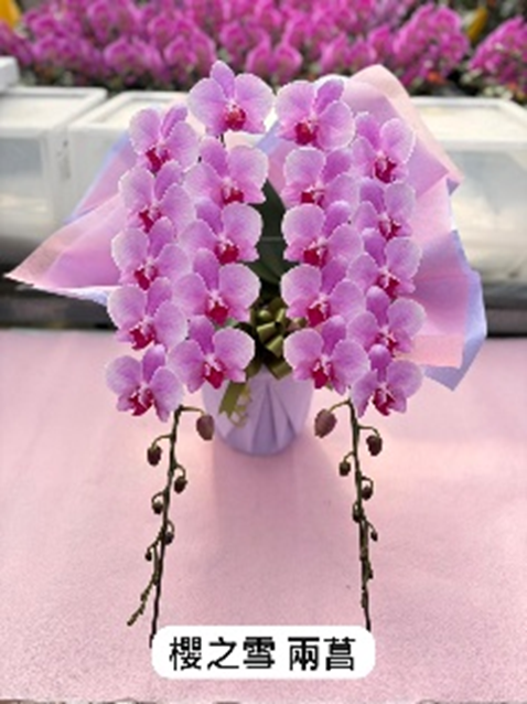 UJ002 日本蘭花 櫻之雪 細花