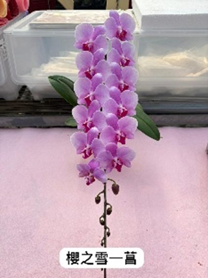 UJ002 日本蘭花 櫻之雪 細花