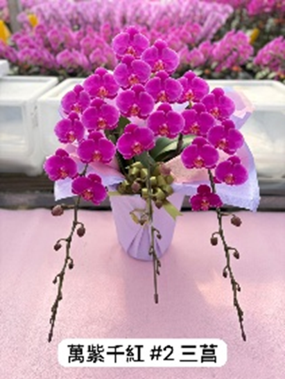 UJ003 日本蘭花 萬紫千紅#2 細花