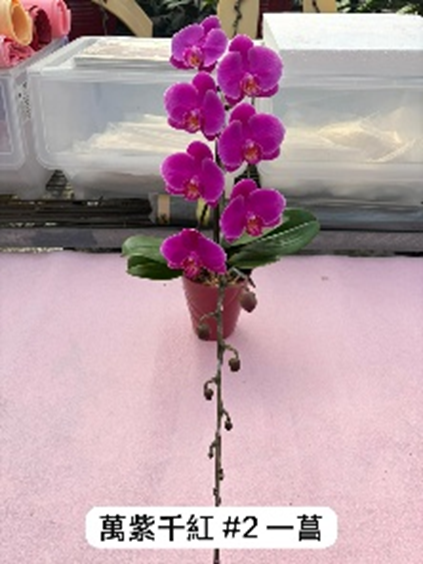 UJ003 日本蘭花 萬紫千紅#2 細花