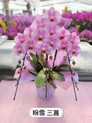 UJ005 日本蘭花 粉雪 中花