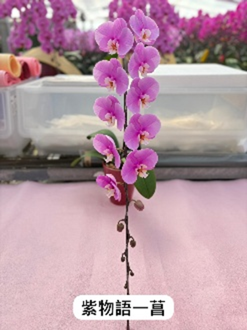 UJ006 日本蘭花 紫物語 中花