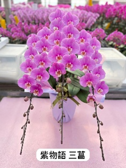 UJ006 日本蘭花 紫物語 中花