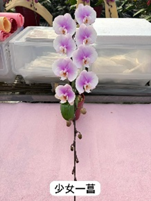 UJ007 日本蘭花 少女 中花