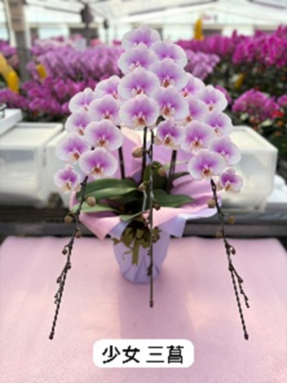 UJ007 日本蘭花 少女 中花