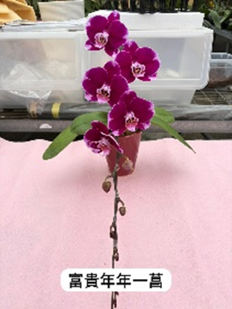 UJ008 日本蘭花 富貴年年 中花