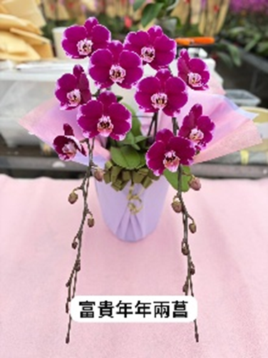 UJ008 日本蘭花 富貴年年 中花