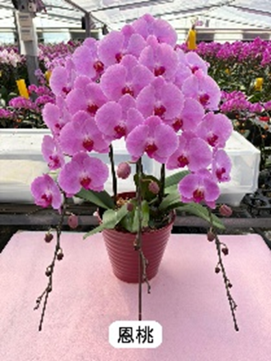 UJ009 日本蘭花 恩桃 大花