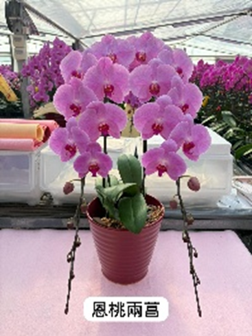 UJ009 日本蘭花 恩桃 大花