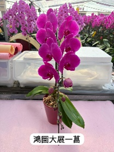 UJ010 日本蘭花 鴻圖大展 大花