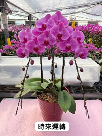 UJ011 日本蘭花 時來運轉 大花