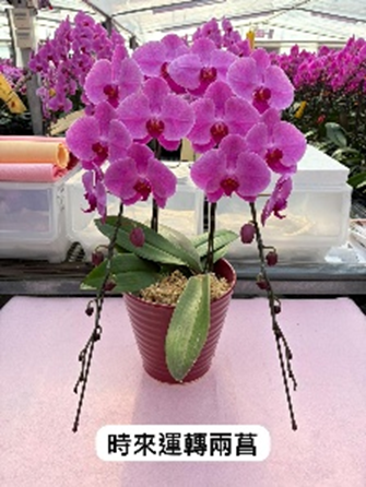 UJ011 日本蘭花 時來運轉 大花