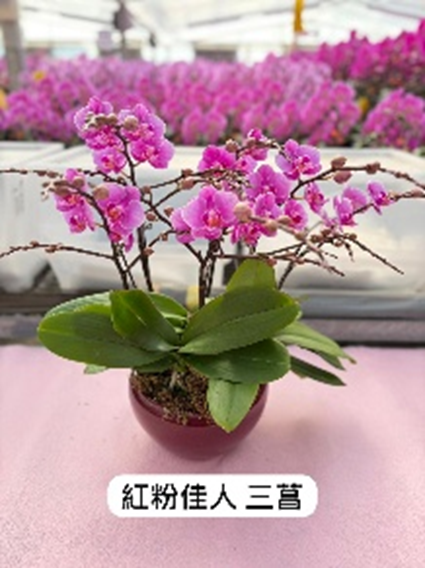UJ012 台灣蘭花 紅粉佳人 3菖