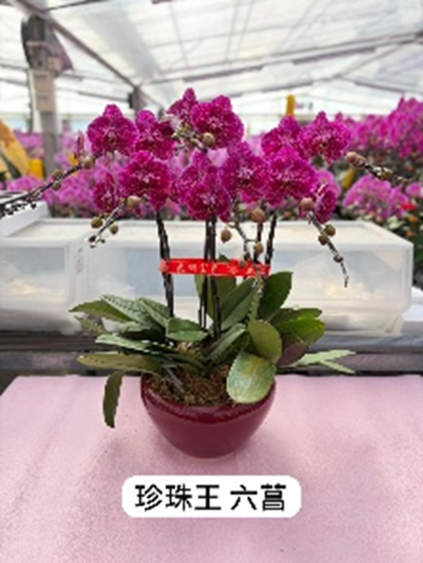 UJ014 台灣蘭花 珍珠王 6菖
