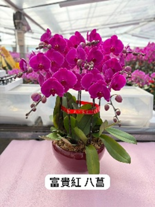 UJ015 台灣蘭花 富貴紅 8菖