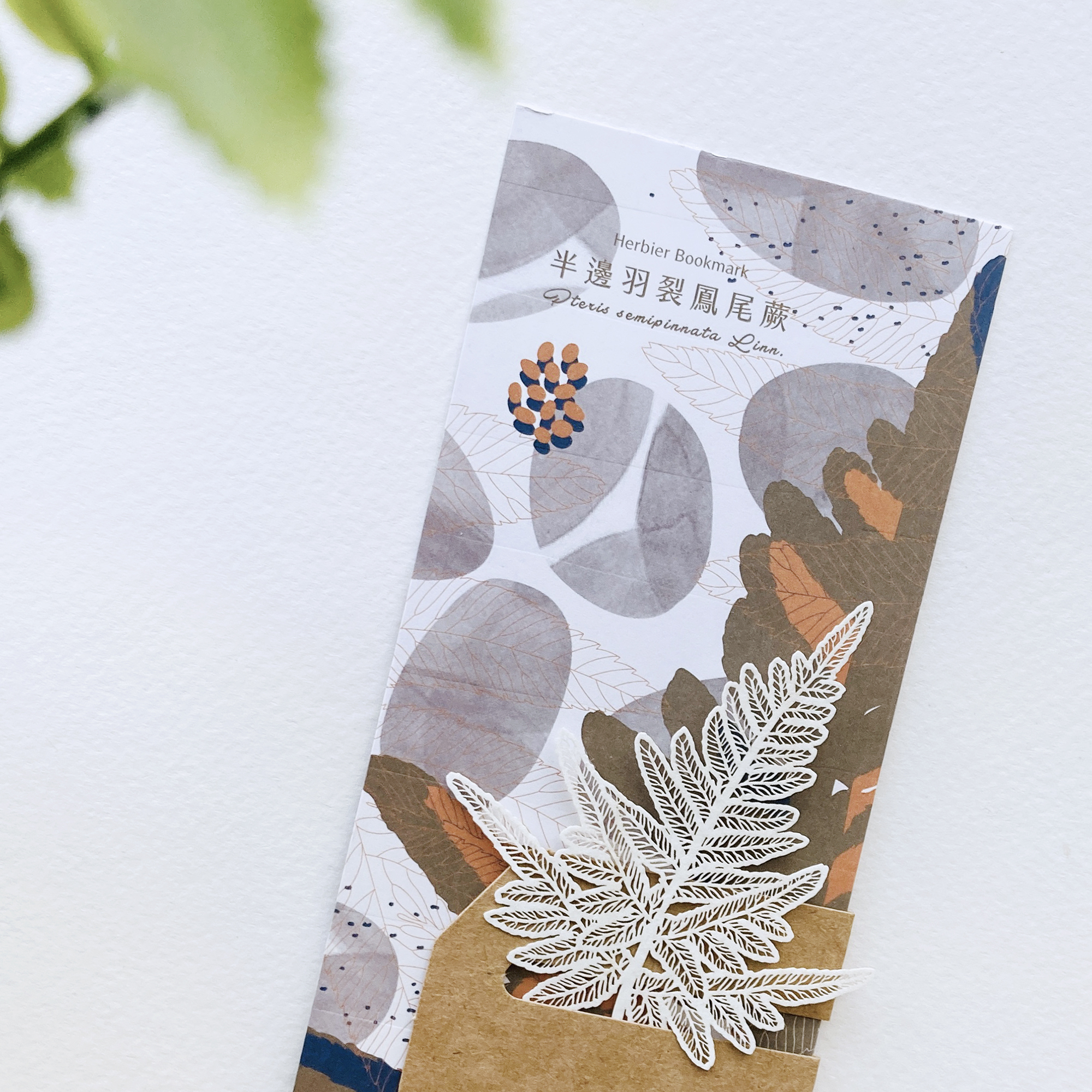 蕨類標本紙雕 半邊羽裂鳳尾蕨 紙雕書籤｜只有蕨Fern Only 臺灣