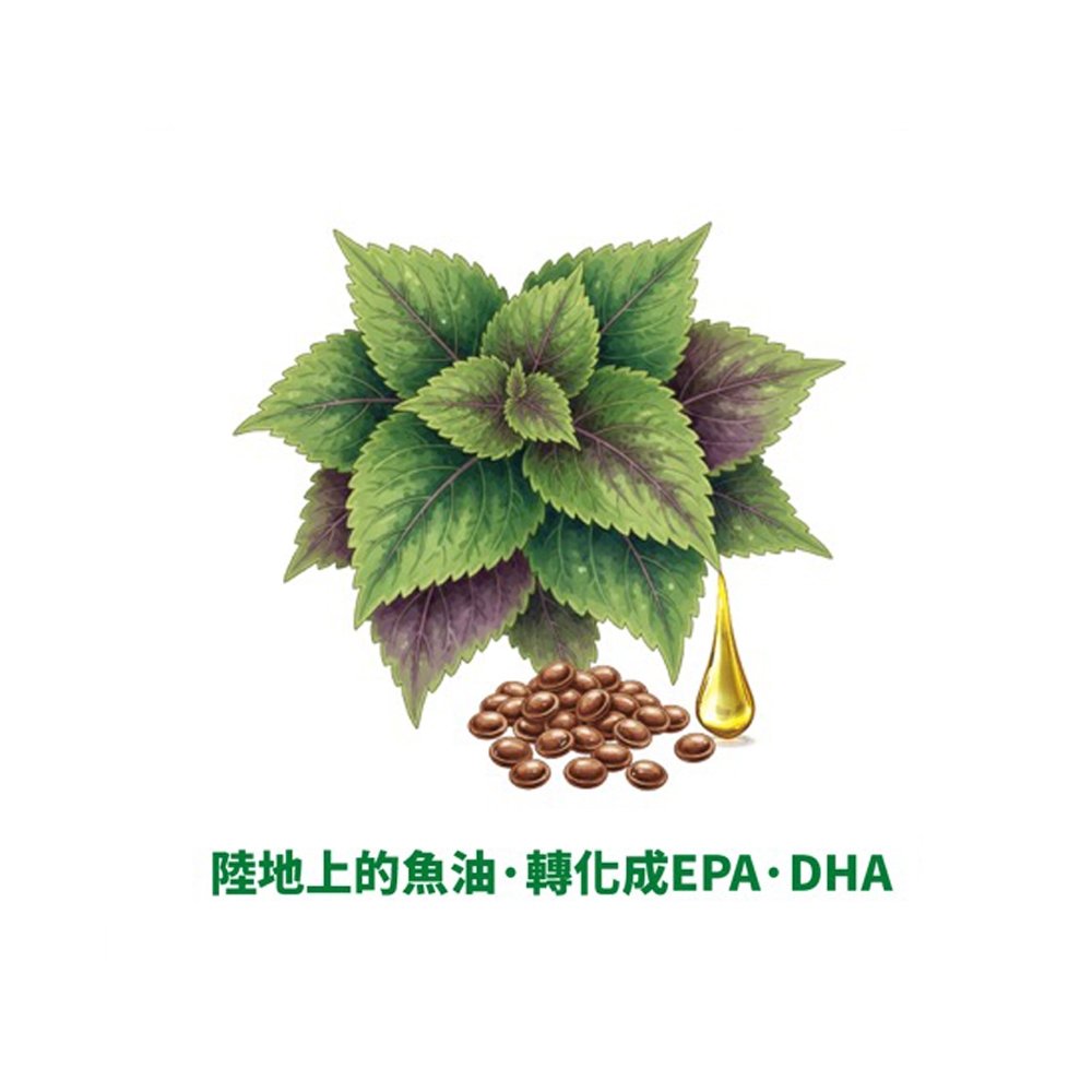 【格萊思美】德國紫蘇籽油·全素 (60粒)
