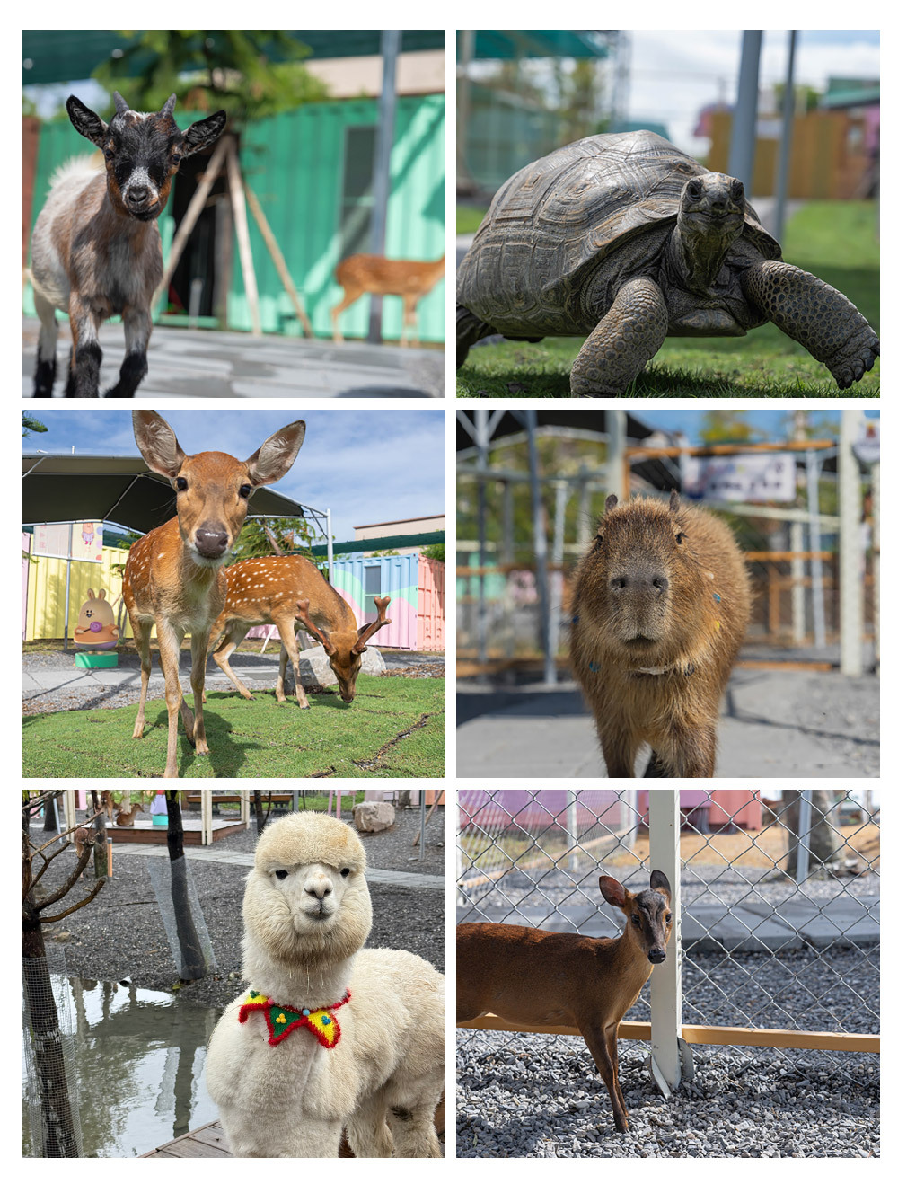 星夢森林劇場 園區動物