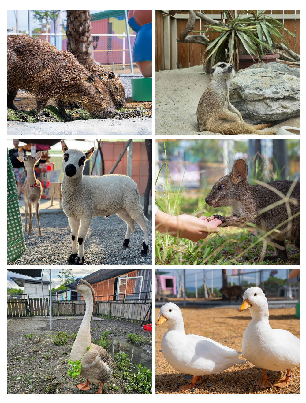 星夢森林劇場 園區動物