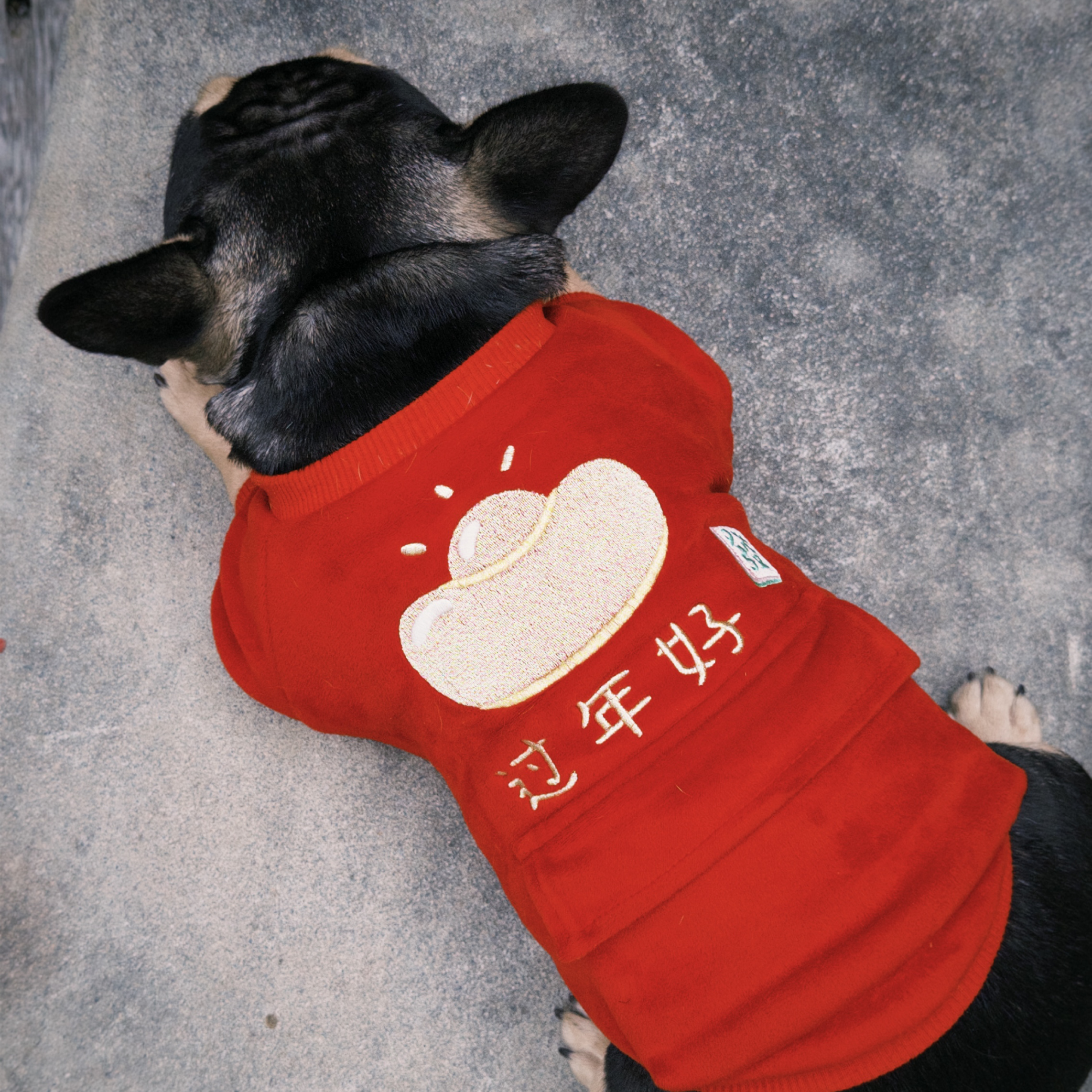 新春開運寵物裝