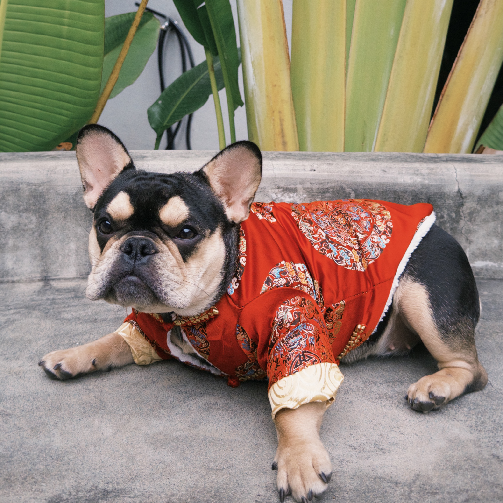 新春寵物中國風保暖漢服