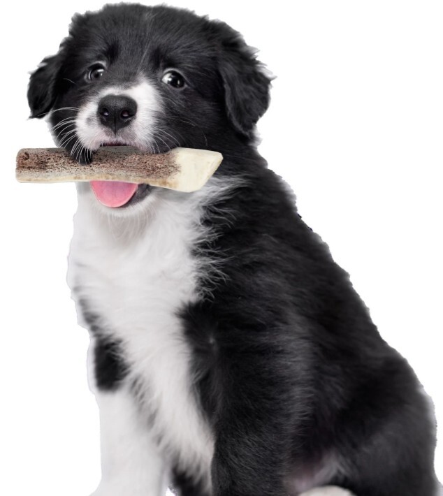 Zolux 鹿角系列．幼犬