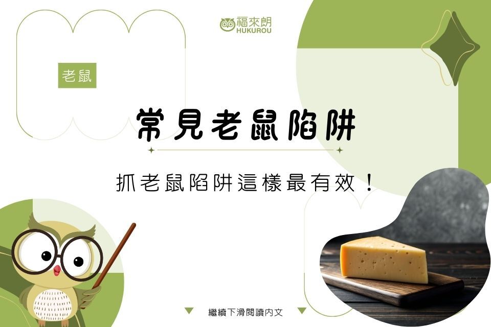 6種常見老鼠陷阱快速認識，抓老鼠陷阱這樣設計最有效！