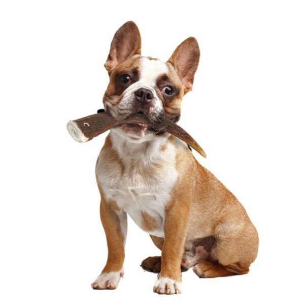 Zolux 鹿角系列．成犬 中HARD