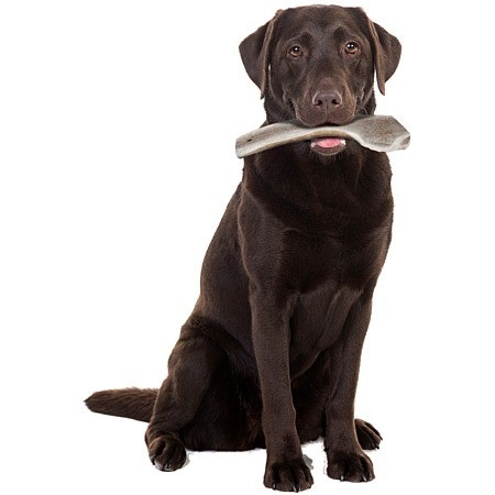 Zolux 鹿角系列．成犬 大EASY