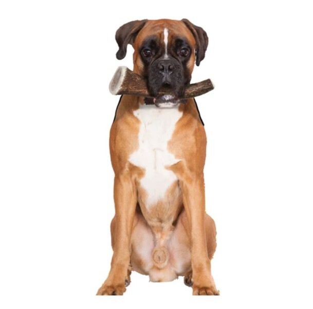 Zolux 鹿角系列．成犬 特大HARD