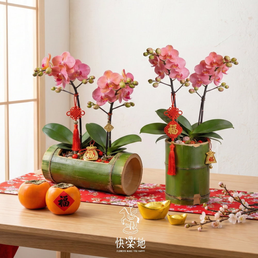 竹報平安 I 春節蘭花  OP260238