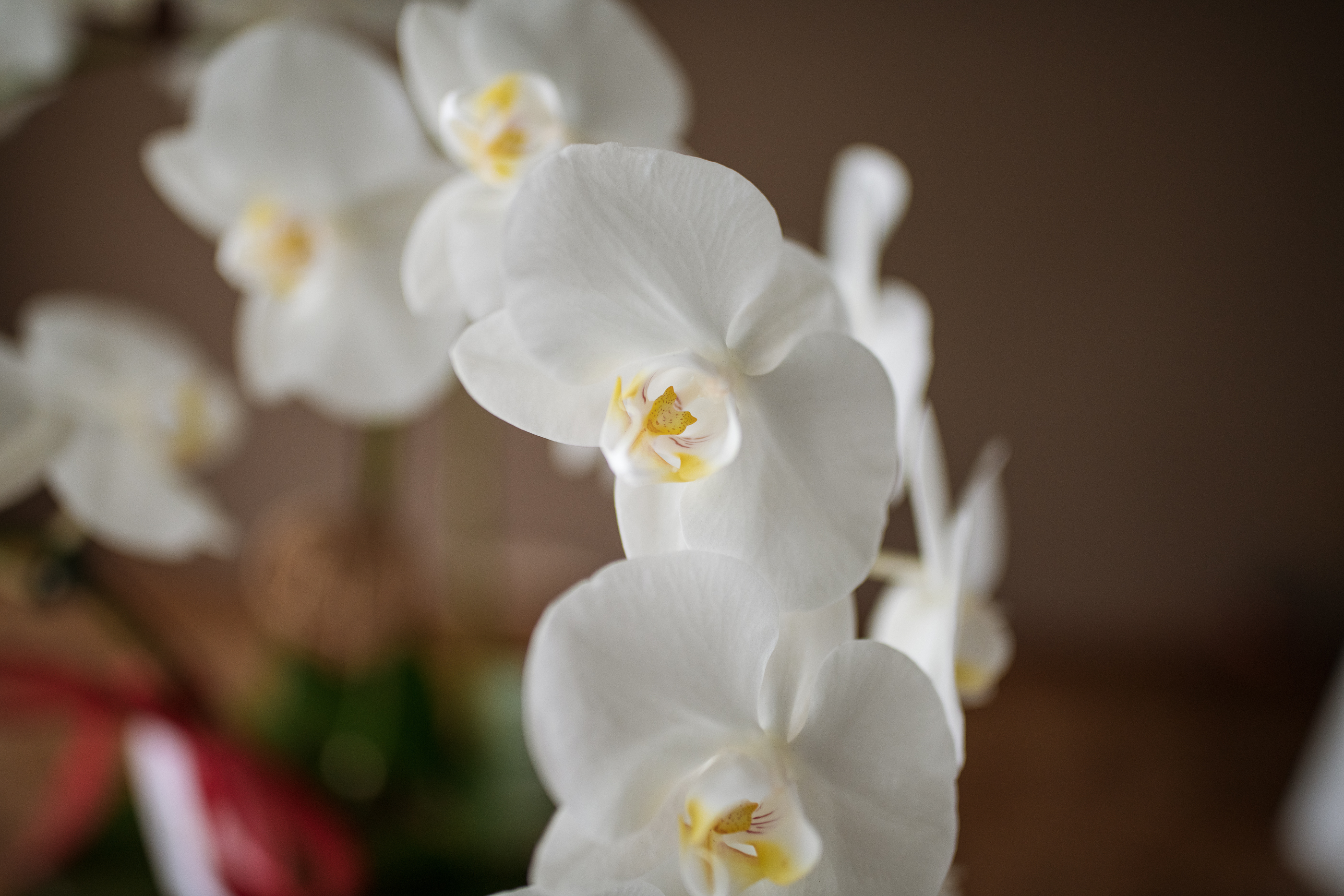 經典蘭花K款 | 桌花