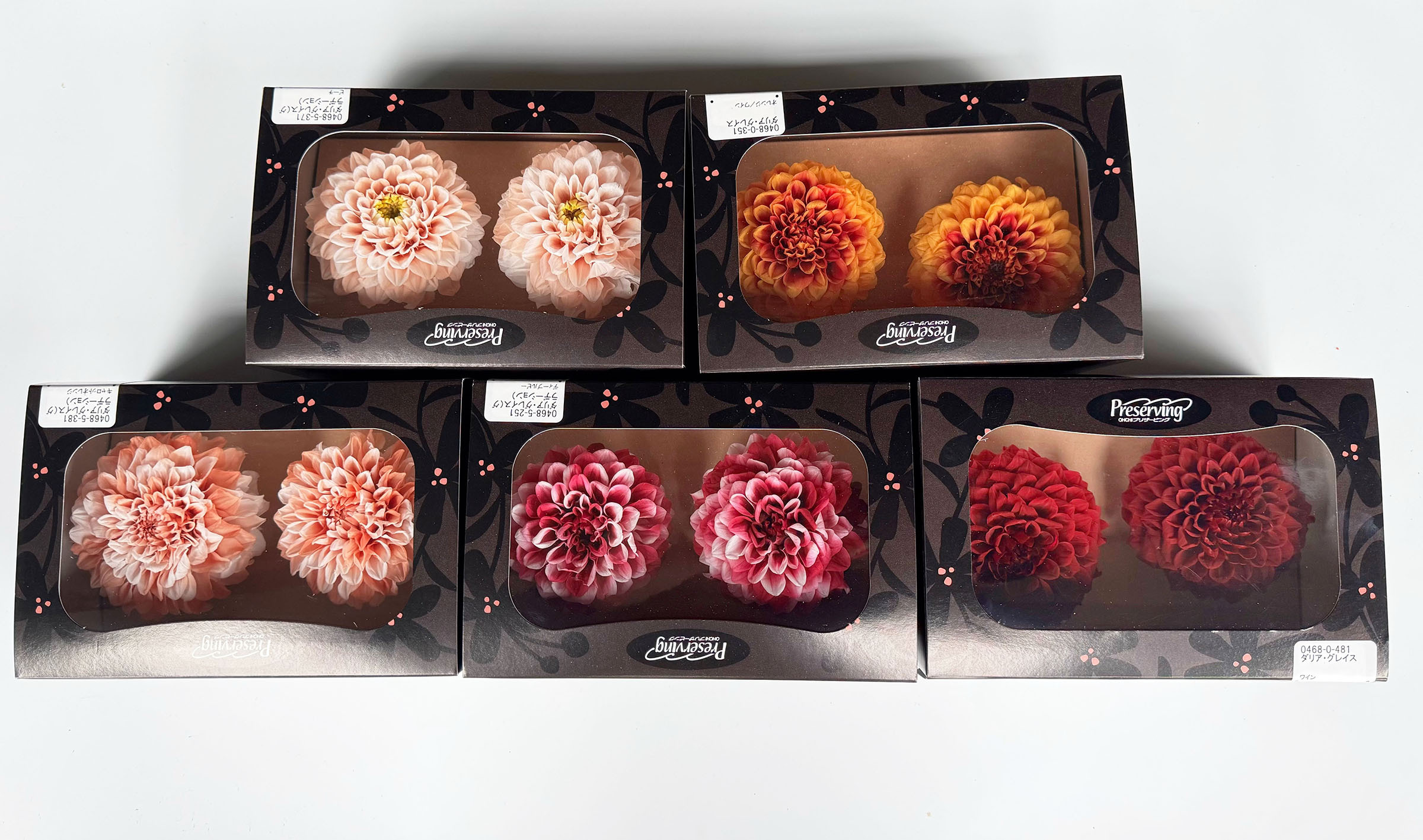 日本永生大理花（多色）