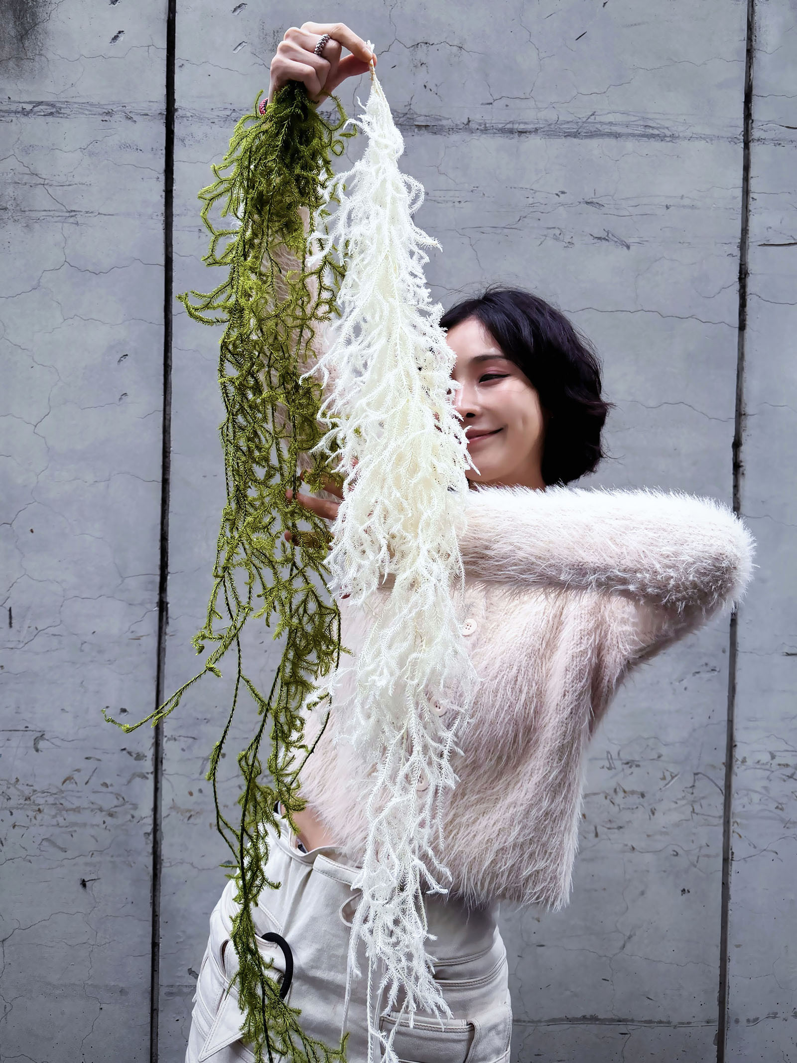 日本永生石松鹿角草（兩色）