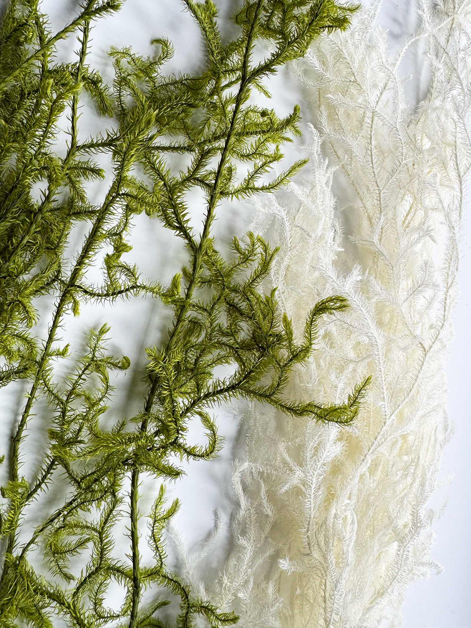 日本永生石松鹿角草（兩色）