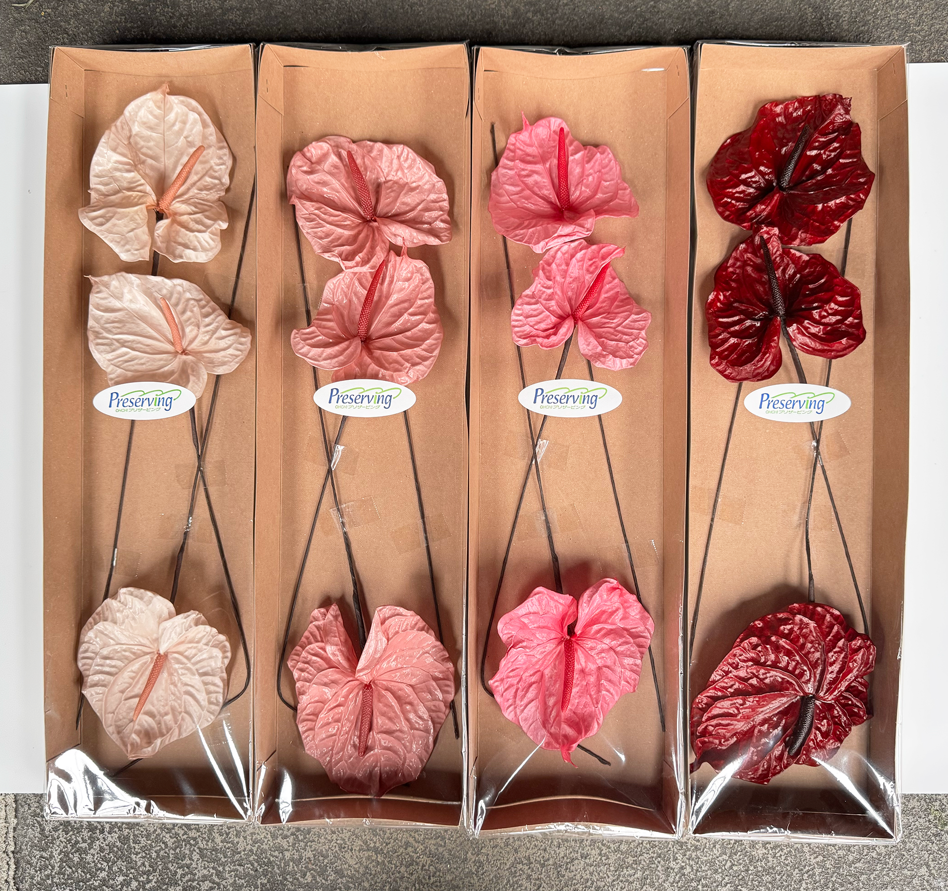 日本永生火鶴花（四色）