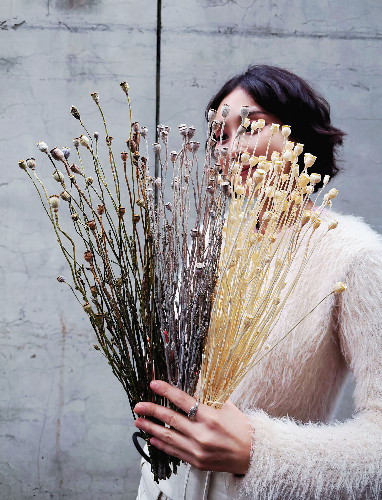 乾燥雪莉罌粟花(日本)