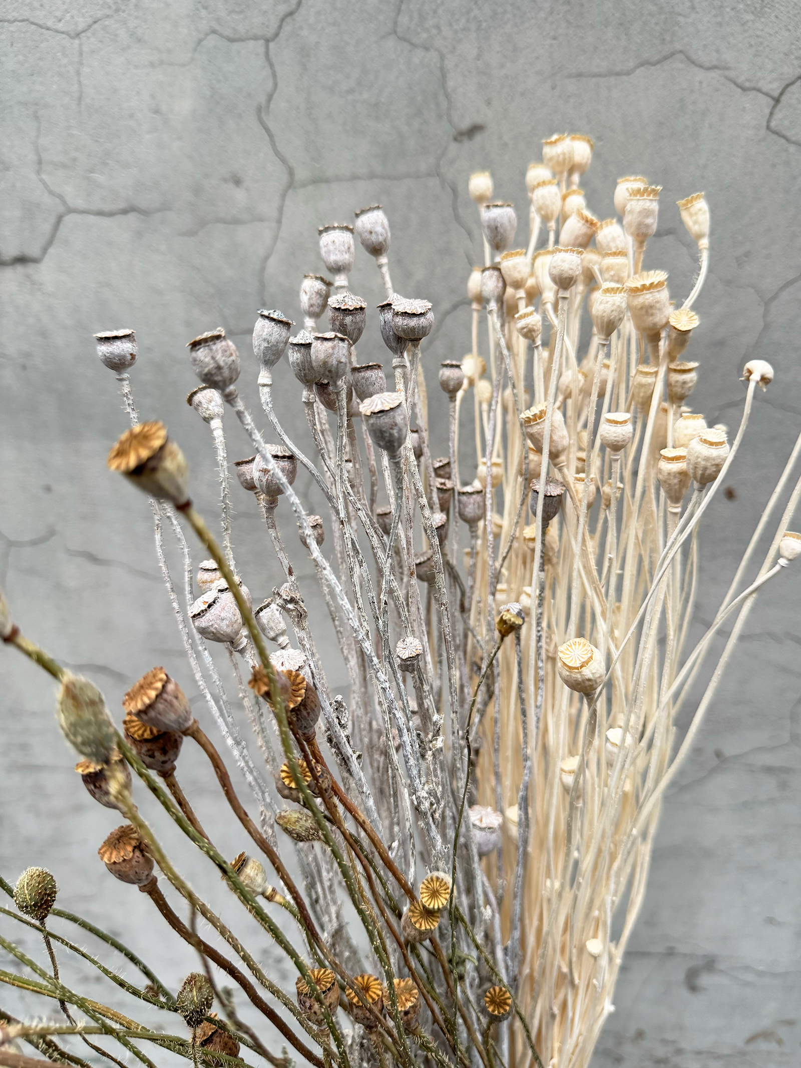 乾燥雪莉罌粟花(日本)