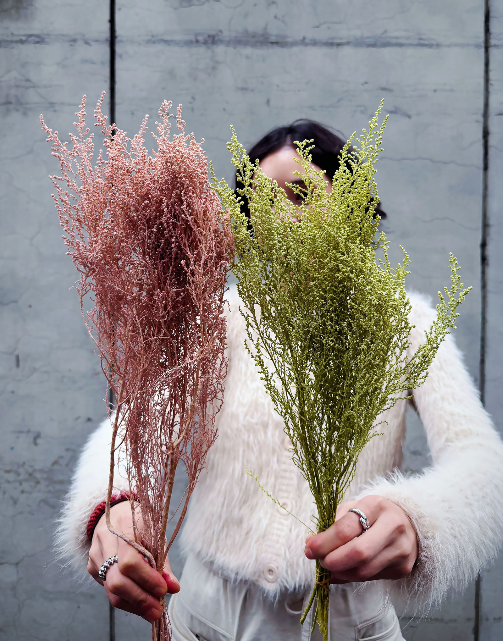 日本斯托貝（多色）