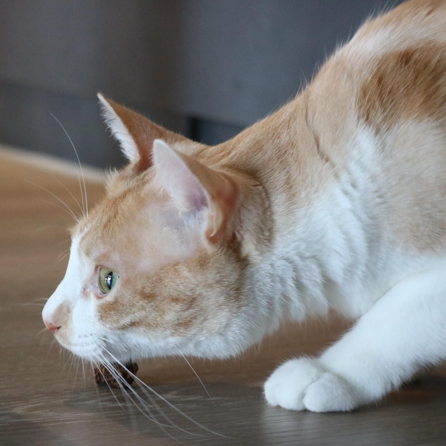 【呼嚕呼嚕系列】蟲癭果 | 60g